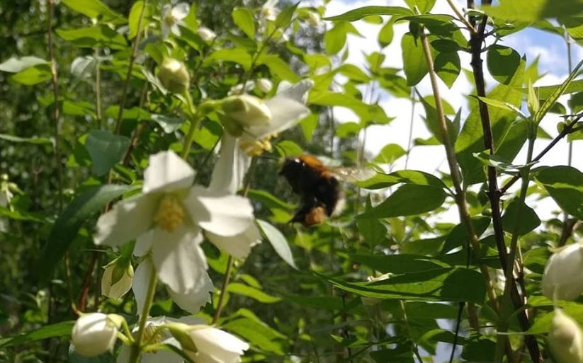 Aloite pölyttäjähyönteisten elintilan parantamiseksi
